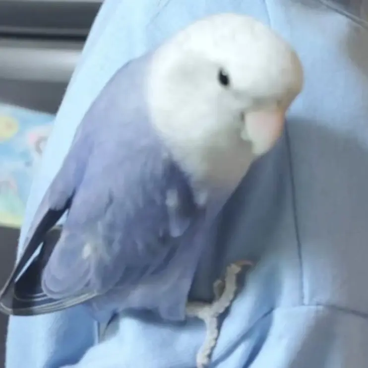 animal lost     Koko