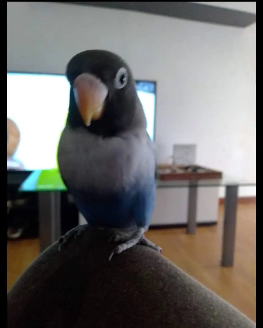 animal lost   50550 Mallén Periquito