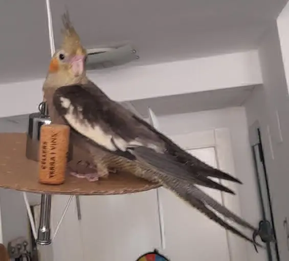animal reunited    Grenade Roberto