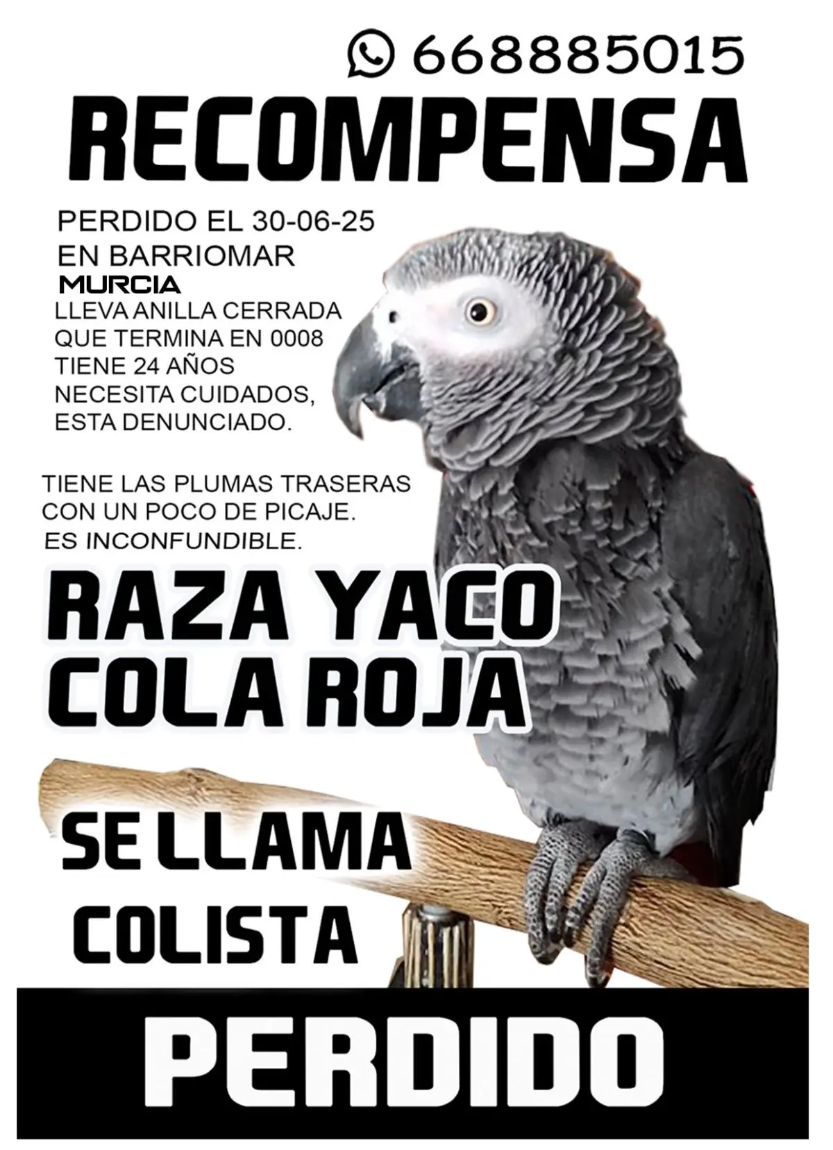 animal reunited    Murcie Colista