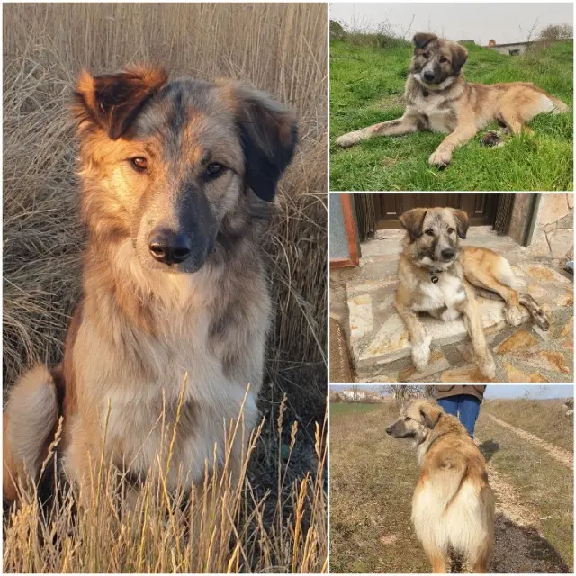 perro perdido Corduente Amis perro lost Corduente Amis