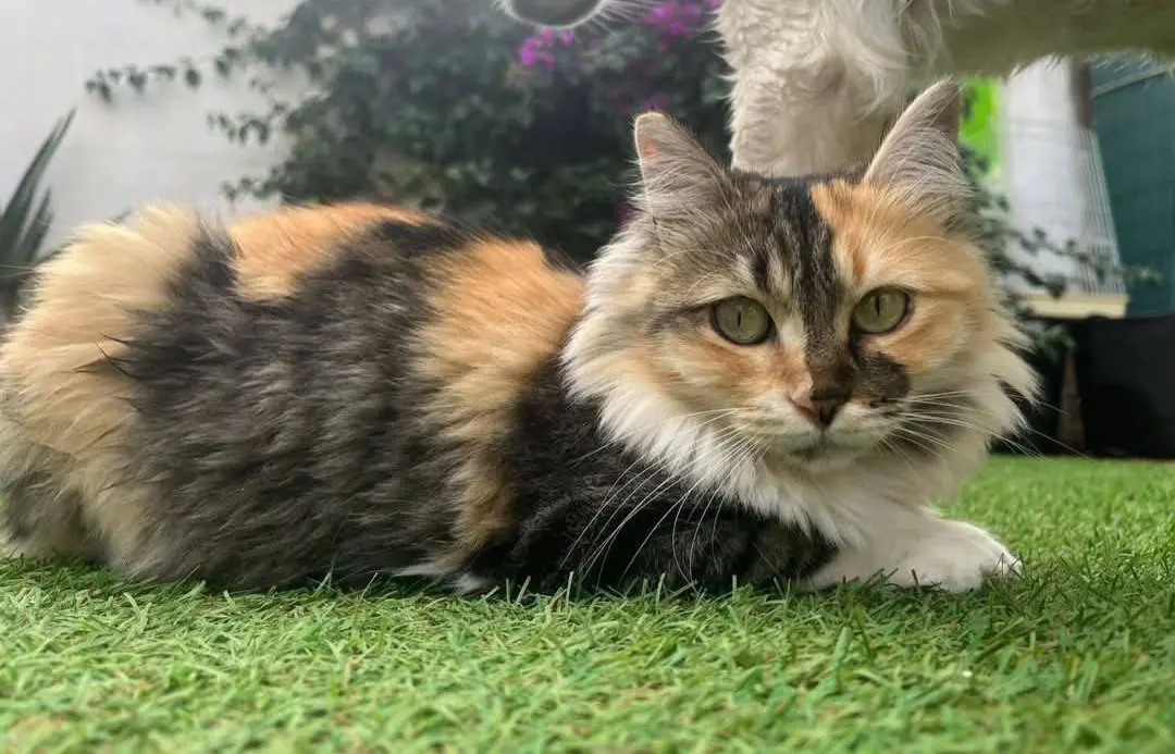 gata lost  Carrer Petrer / Calle Petrel 03130 Santa Pola No sé