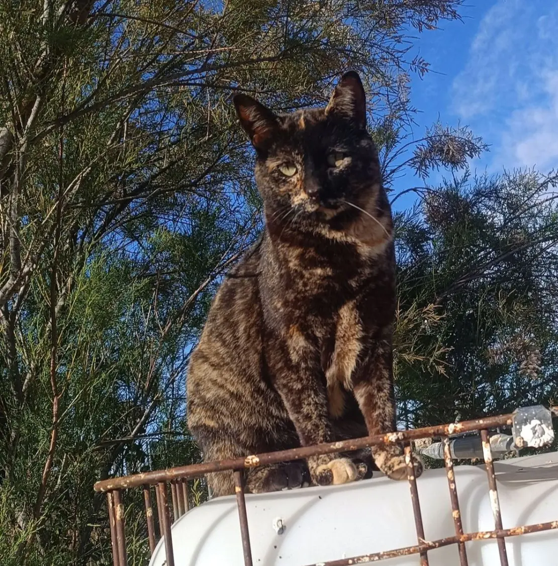 gata lost    Albacete Freya