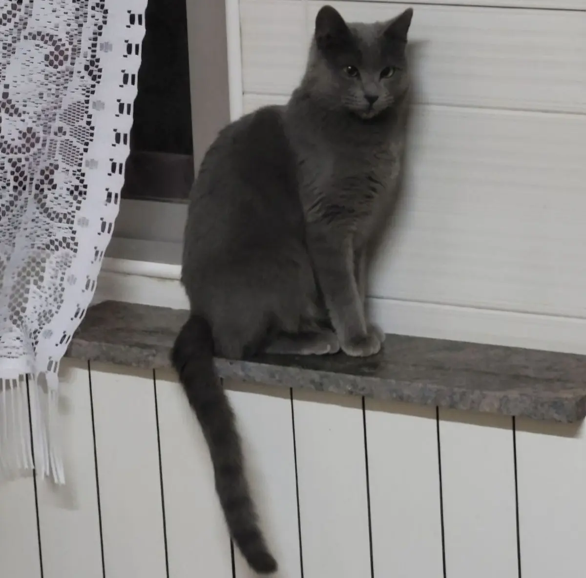 gata lost   02600 Villarrobledo Gatita