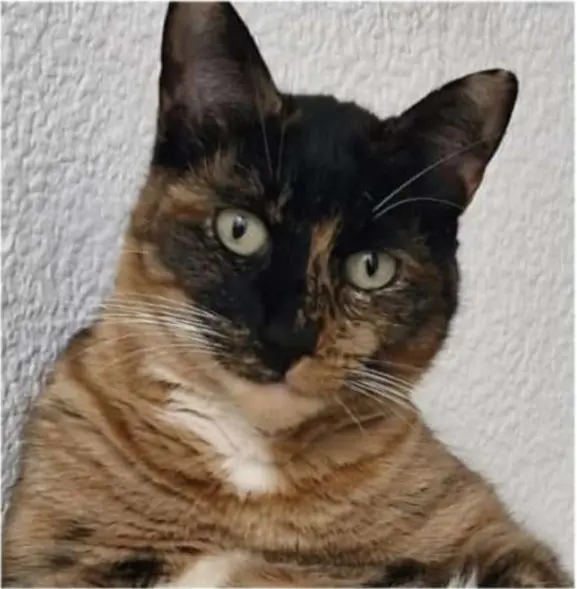 gata lost    Alméria Sofia