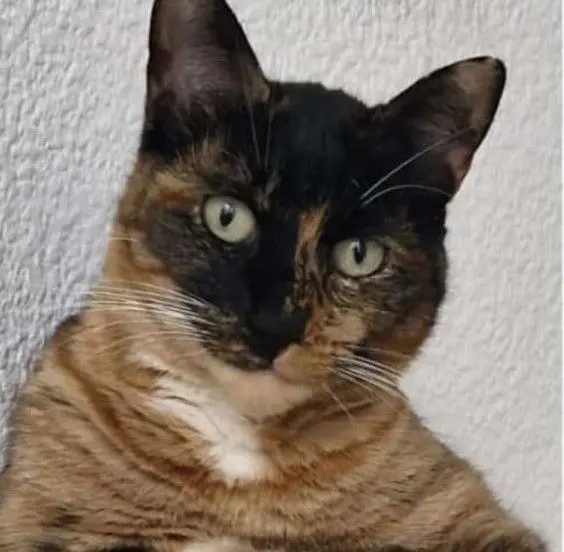 gata lost    Alméria Sofia o sofi