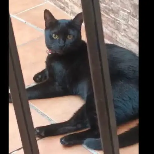 gata lost    El Ejido Deisy