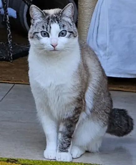 gata lost   05296 Adanero Colita