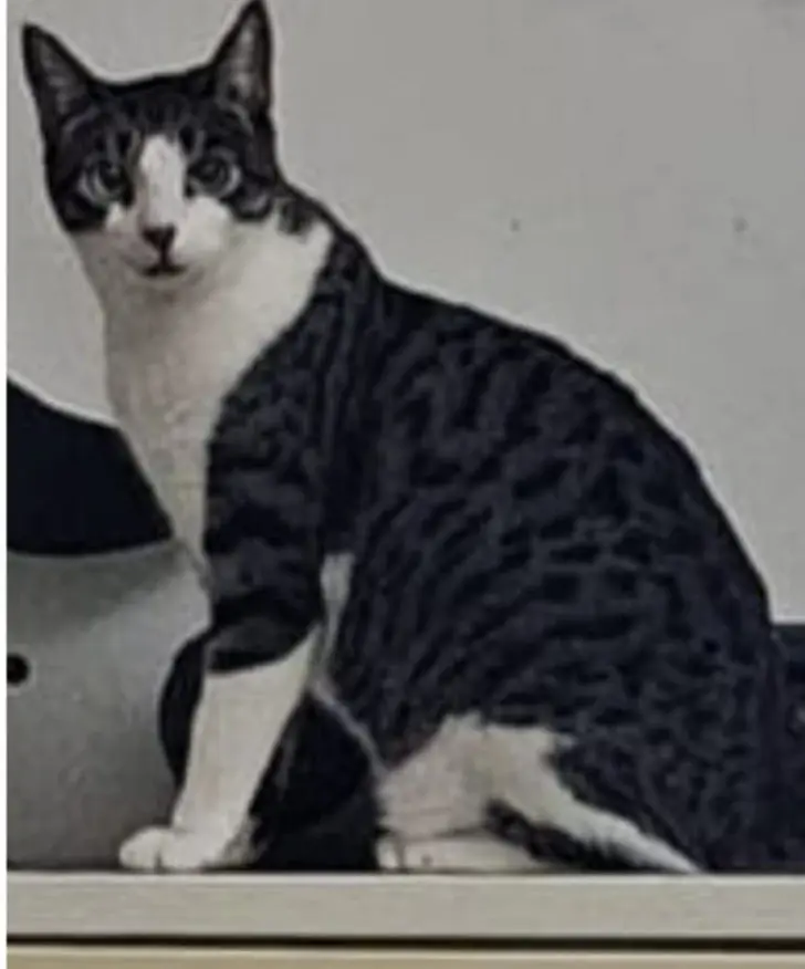 gata lost    Blascosancho Niña