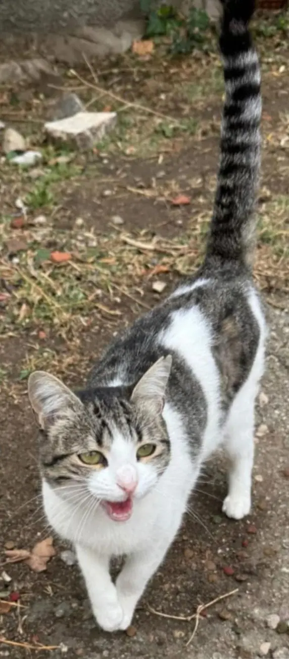 gata lost    Ávila Dina