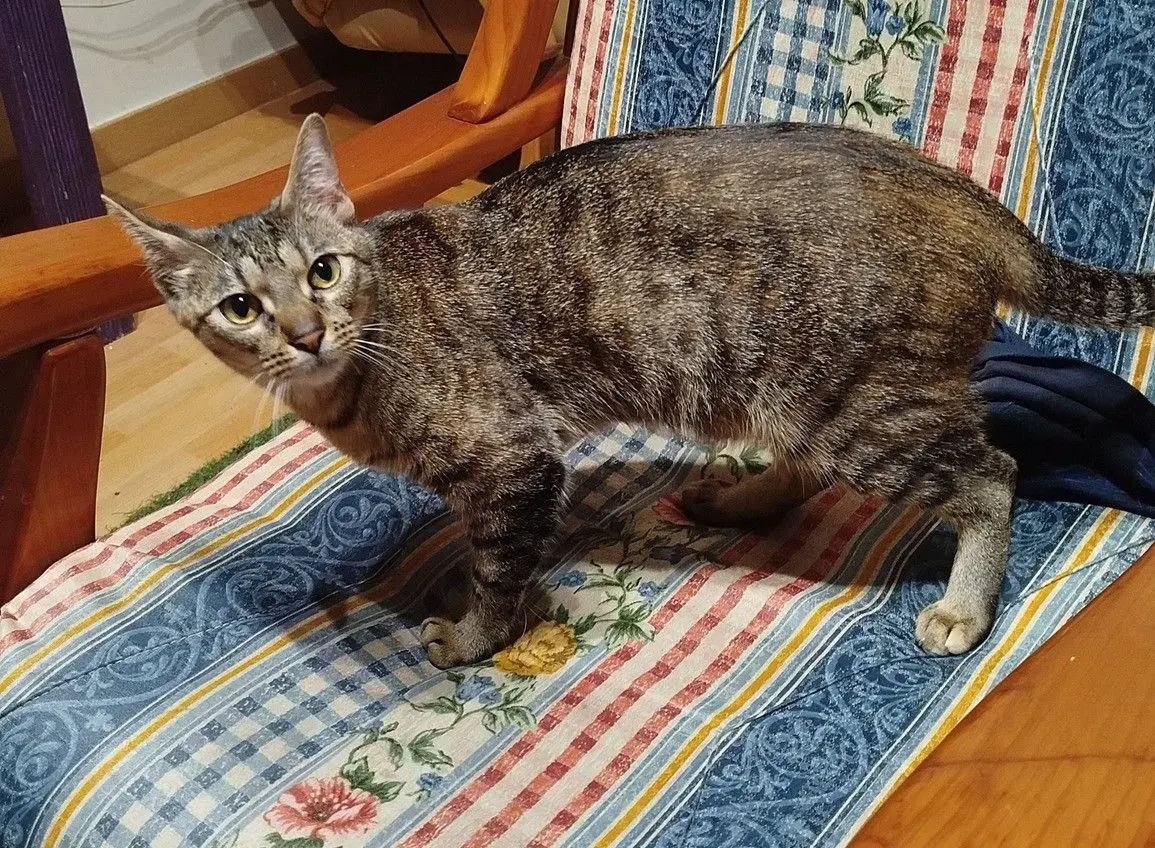gata lost    Ávila Keili