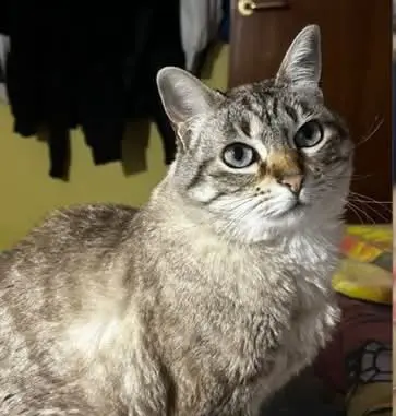 gata lost    Barcelone No lo sé