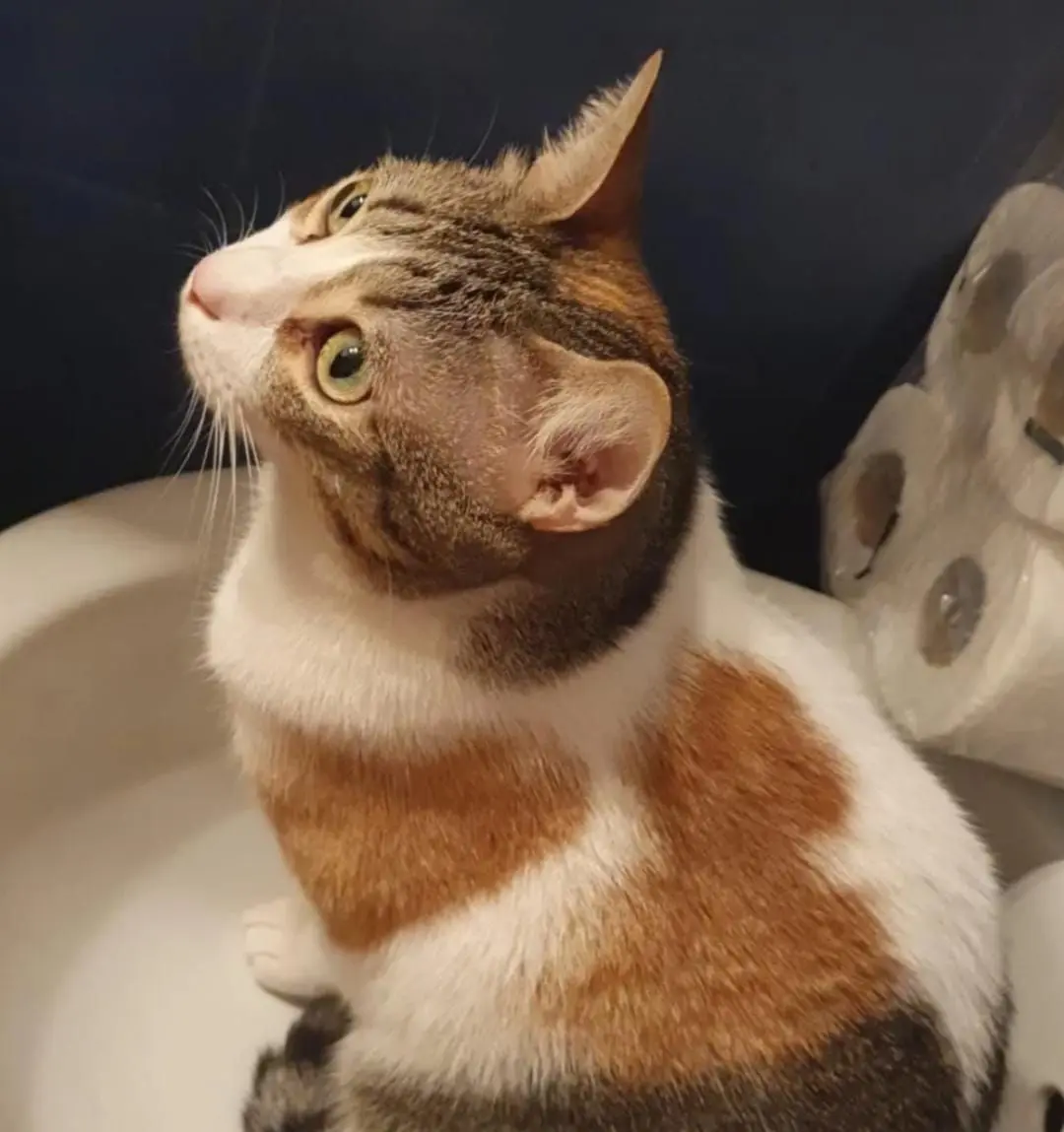 gata lost    Santa Coloma de Gramenet Schartz