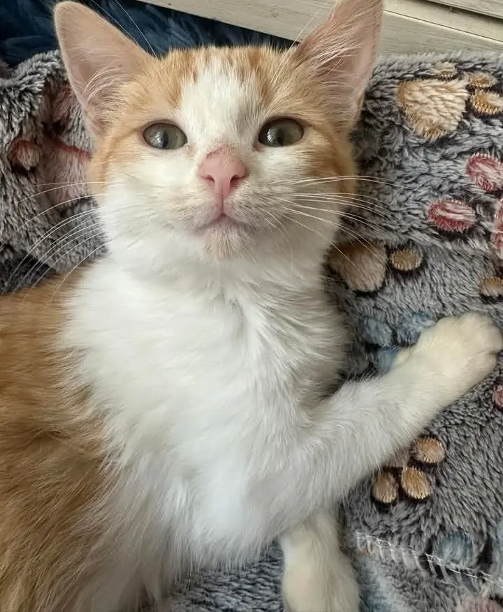 gata lost   08830 Sant Boi de Llobregat Luna