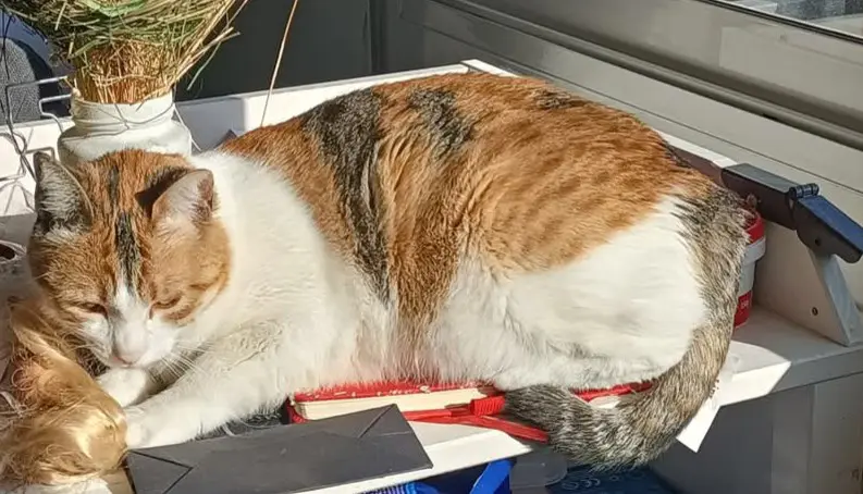 gata lost    Sabadell Valkyria