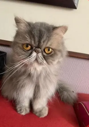 gata lost     Bella
