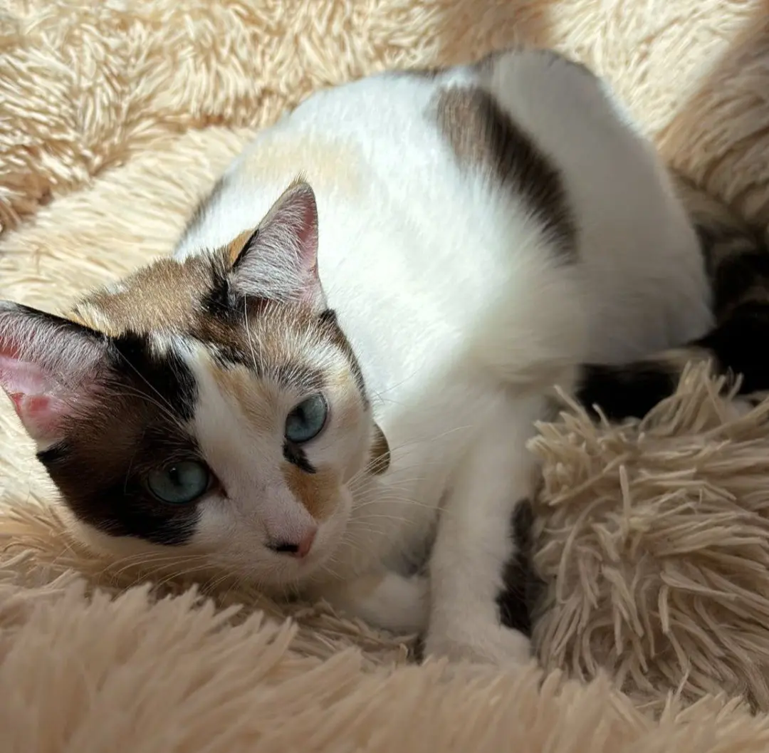 gata lost     Mina