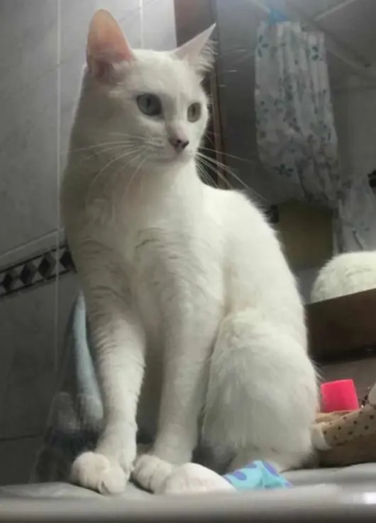 gata lost     Nala