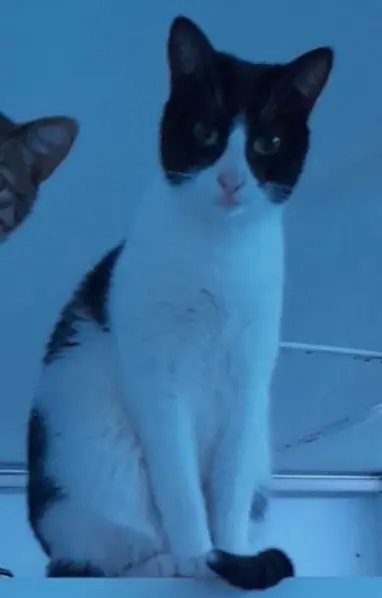 gata lost     Venus