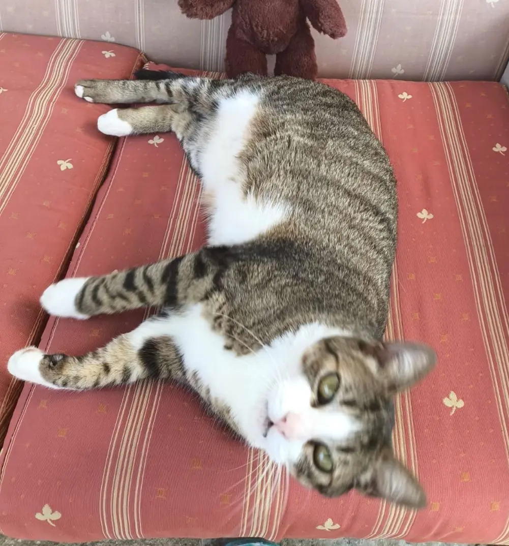 gata lost     Wendy