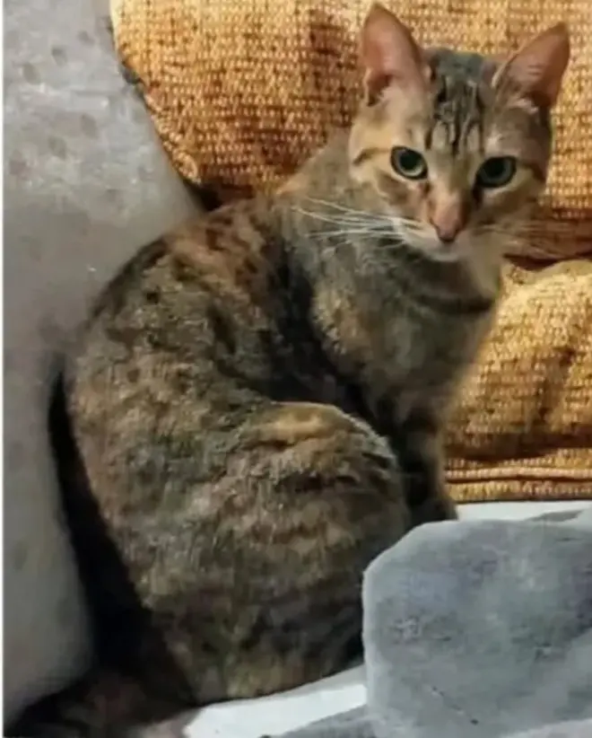 gata lost   48196 Lezama Bagheera