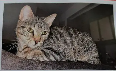 gata lost    Barakaldo Loki
