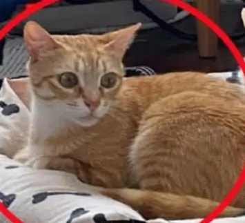 gata lost    Bilbao Daisy