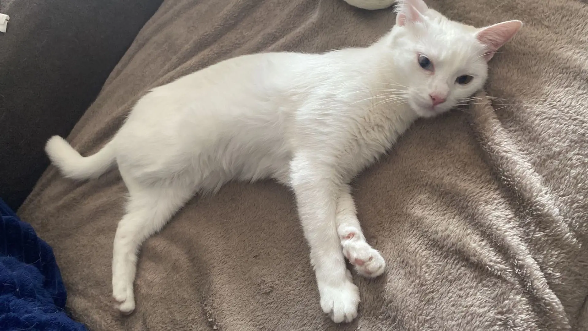 gata lost   48970 Basauri Coco
