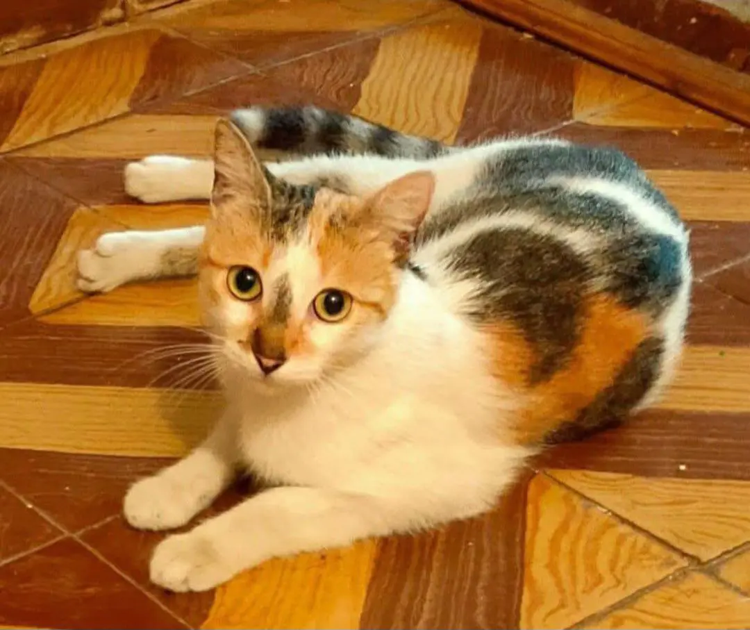 gata lost   48640 Berango India