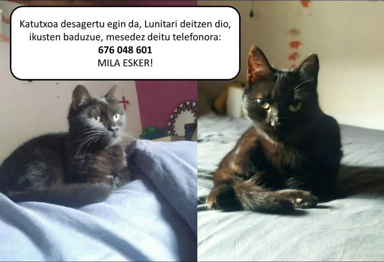 gata lost   48141 Dima Luna