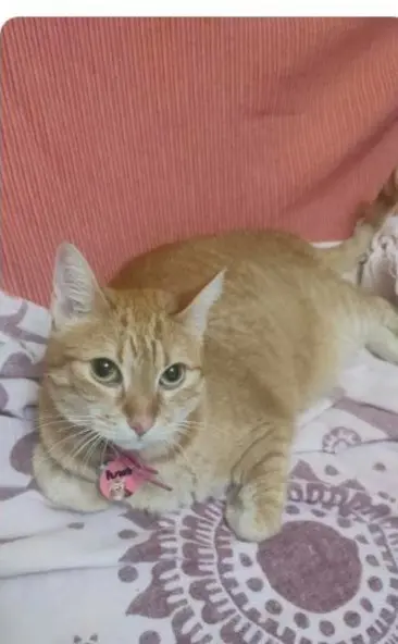 gata lost   48100 Mungia Luna