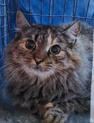 gata lost   48970 Basauri Molly