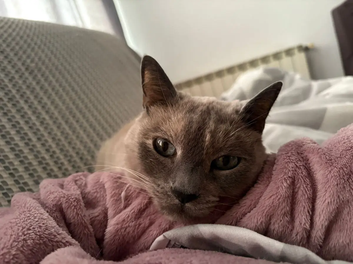 gata lost     Paula