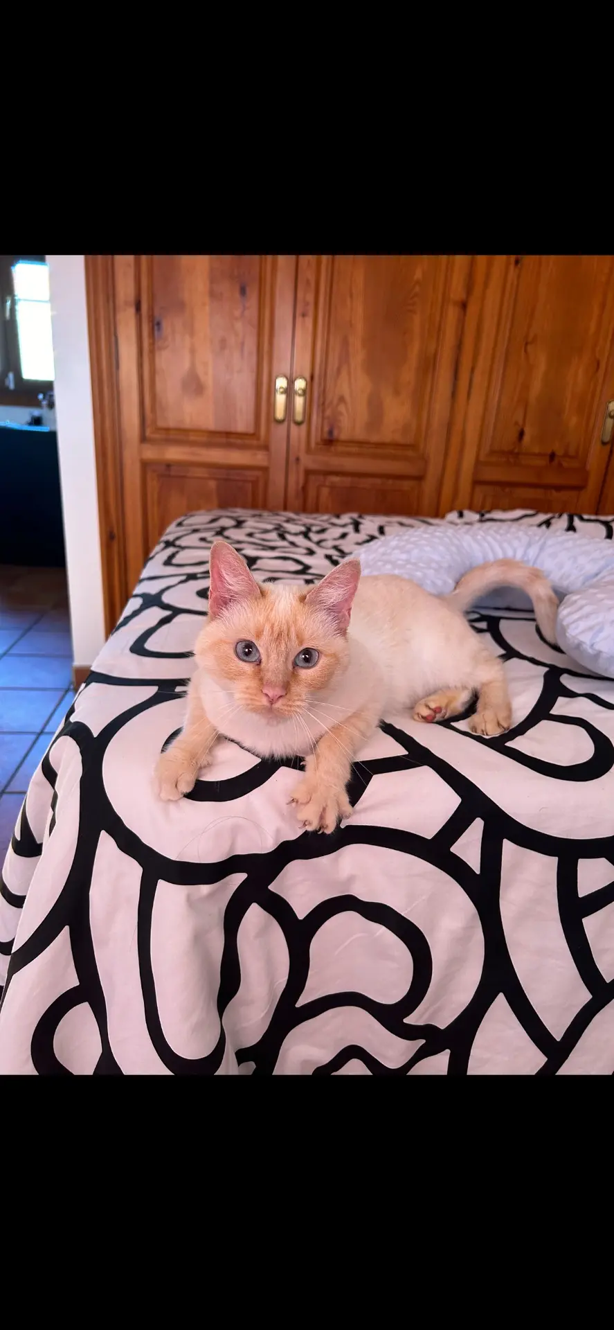 gata lost     Motas
