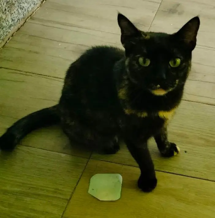 gata lost     Nikita