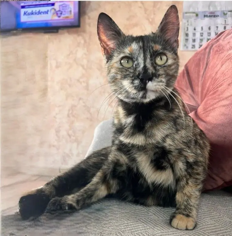 gata lost    Chiclana de la Frontera Ambar