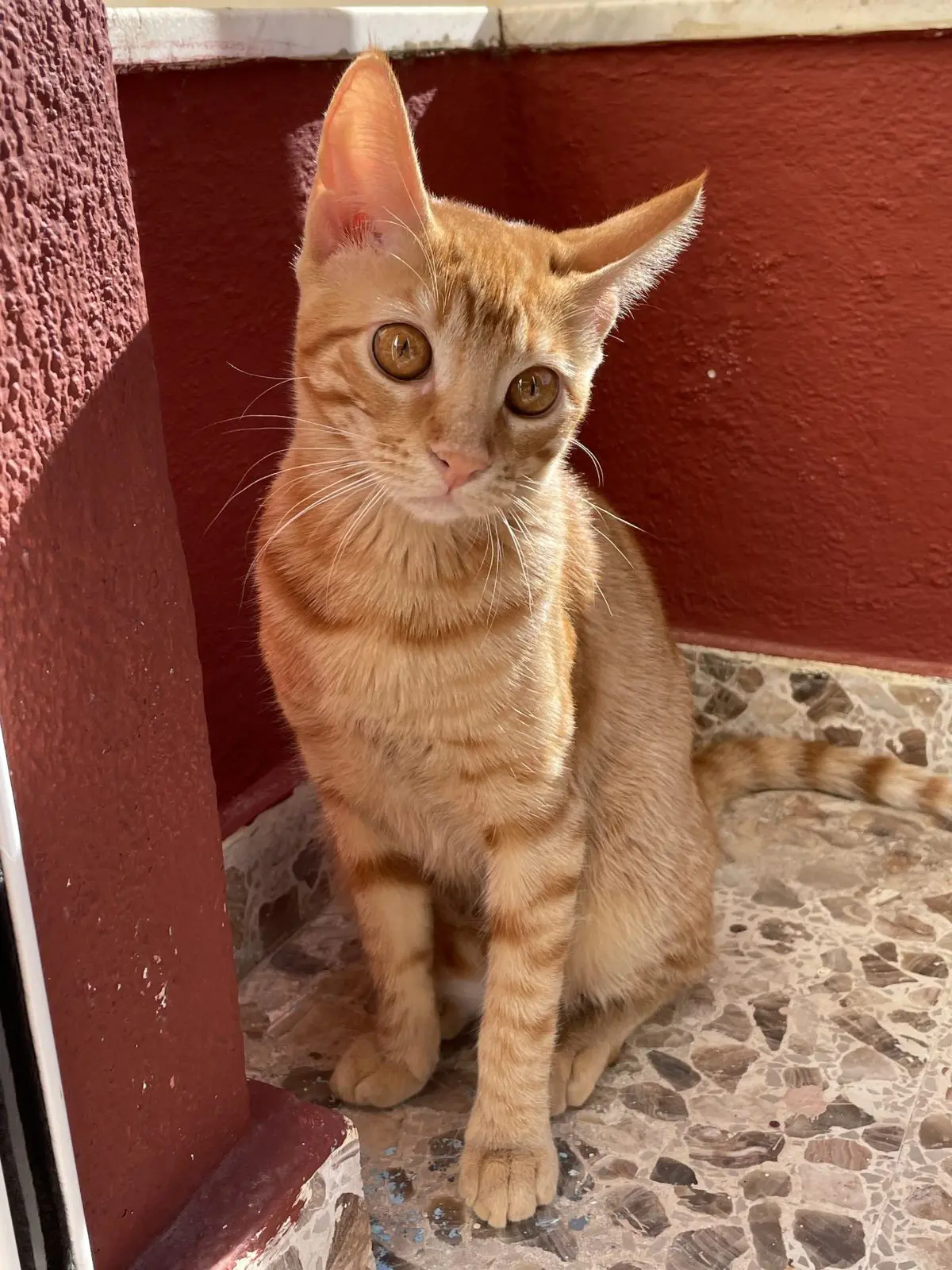 gata lost    Chiclana de la Frontera Canela