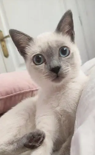 gata lost     Brillantina