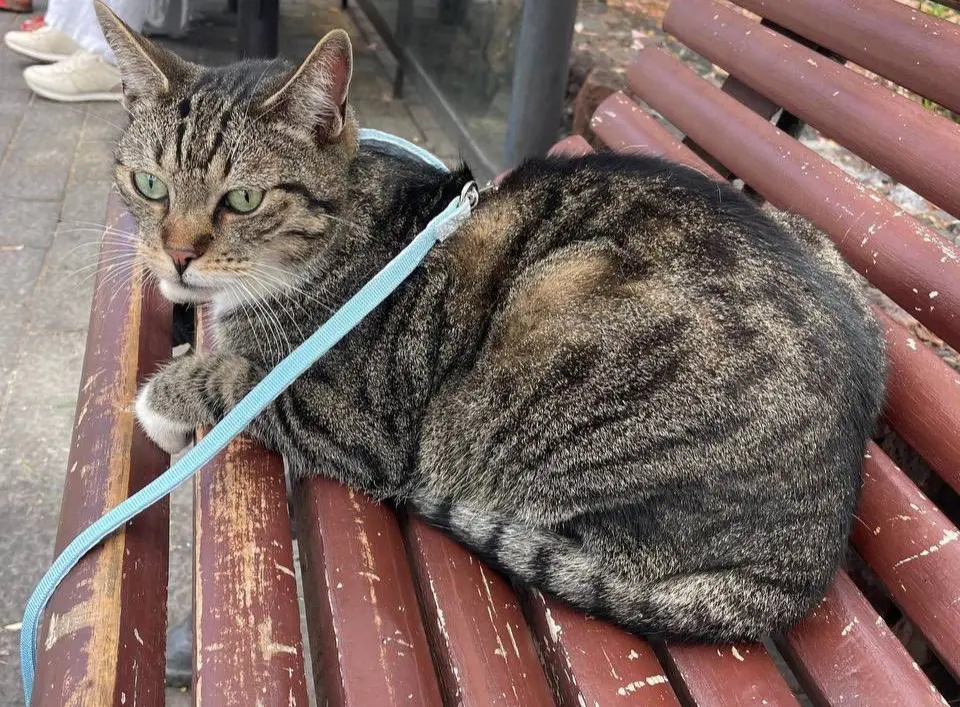 gata lost     Chloé