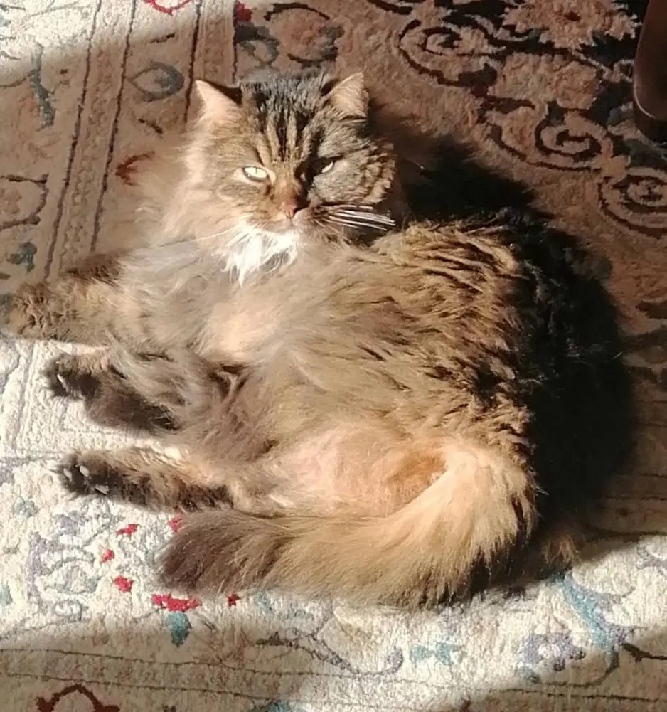 gata lost     Fou fou