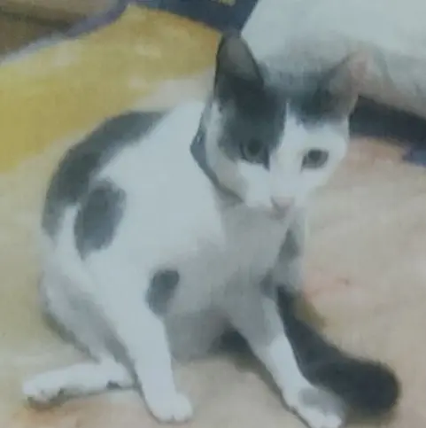 gata lost     Kiara