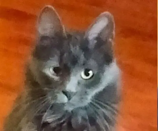 gata lost     Lucy