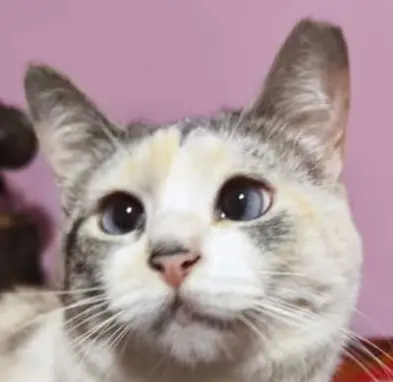 gata lost     Luna o chucha