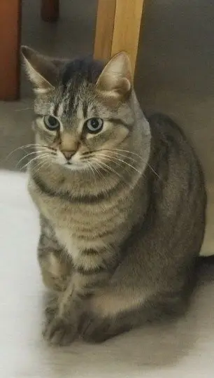 gata lost     Michi