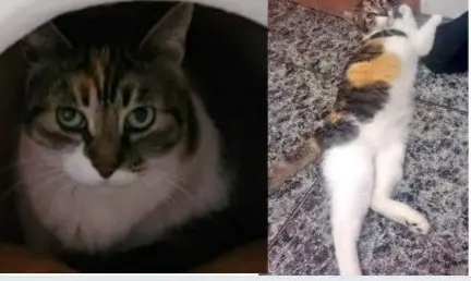 gata lost     Misi