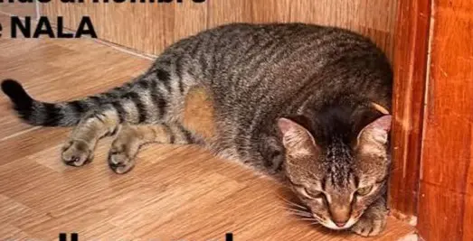 gata lost     Nala