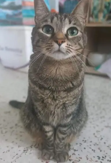 gata lost     Nala