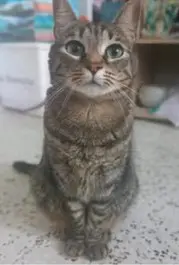 gata lost     Nala