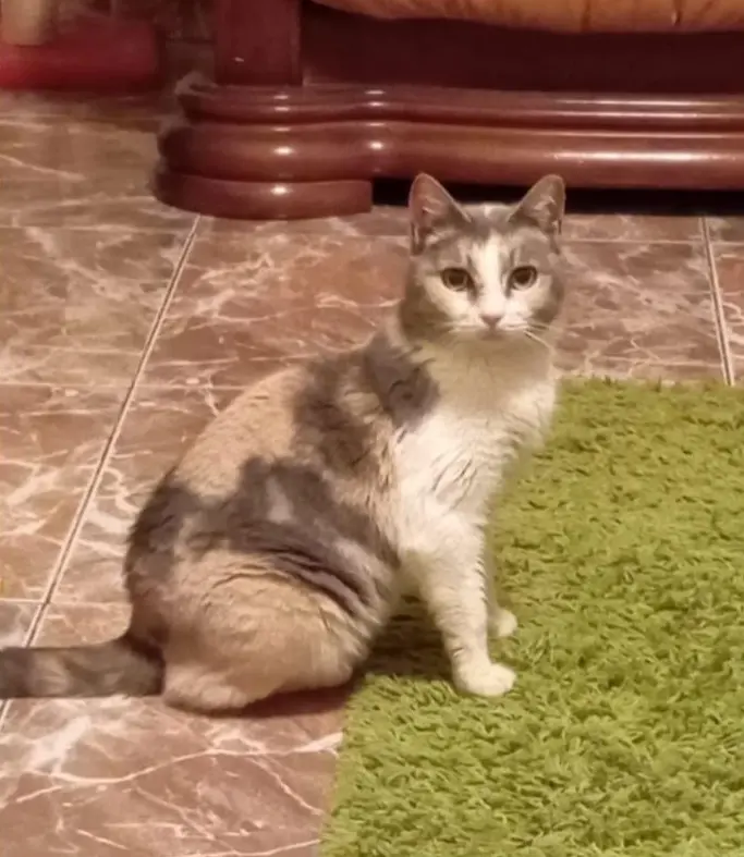 gata lost     Phoebe