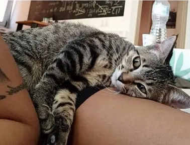 gata lost     Tufia